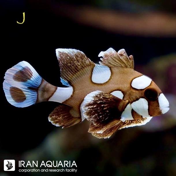 لب شکری هارلیکویین (Harlequin Sweetlips) 