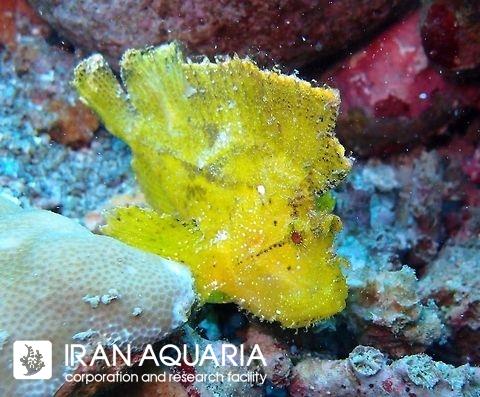 برگ ماهی زرد ( Yellow leaf fish ) 