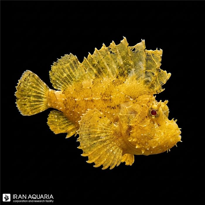 برگ ماهی زرد ( Yellow leaf fish ) 