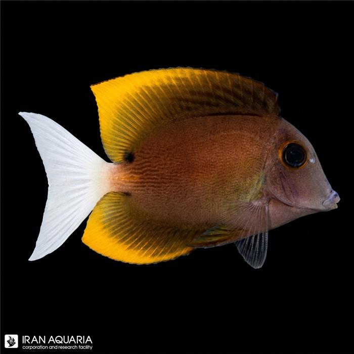 جراح ماهی تومینی (Tomini Surgeonfish)