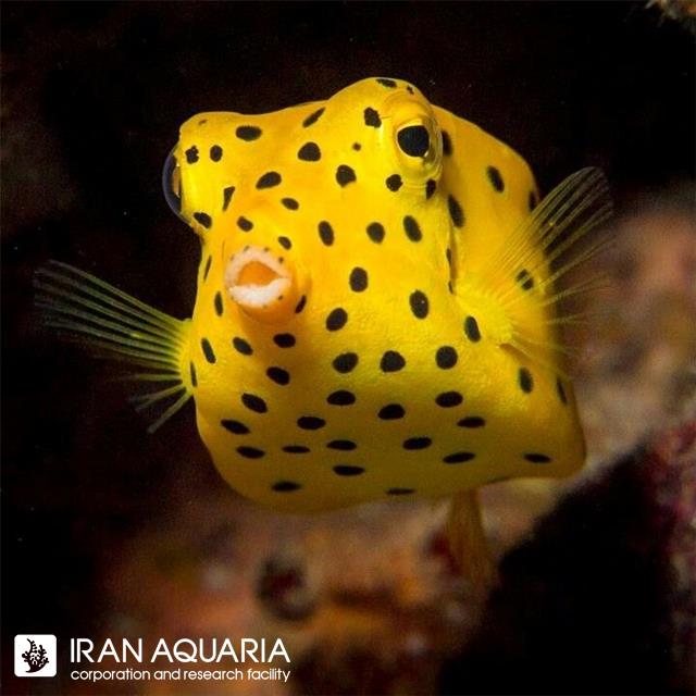 جعبه ماهی کوبیکاس (Cubicus Boxfish) 