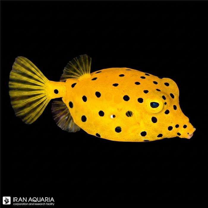 جعبه ماهی کوبیکاس (Cubicus Boxfish) 