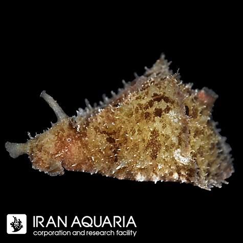 خرگوش جلبک خوار (Sea Hare)
