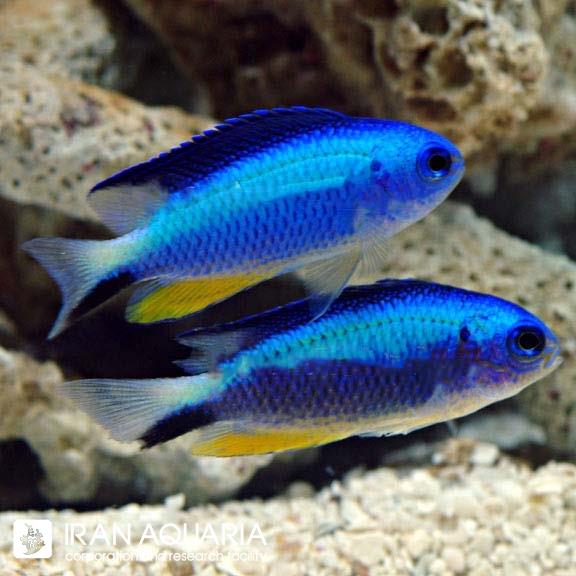 دامسل آلنی ( Andaman damsel )