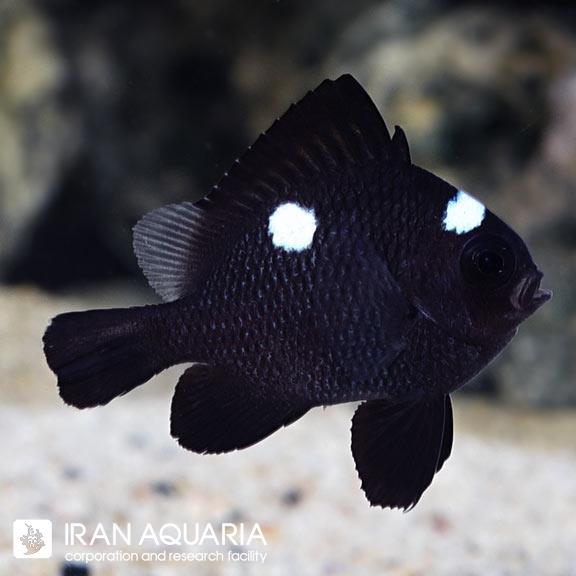 دامسل سه خال (Three Spot Domino Damselfish)