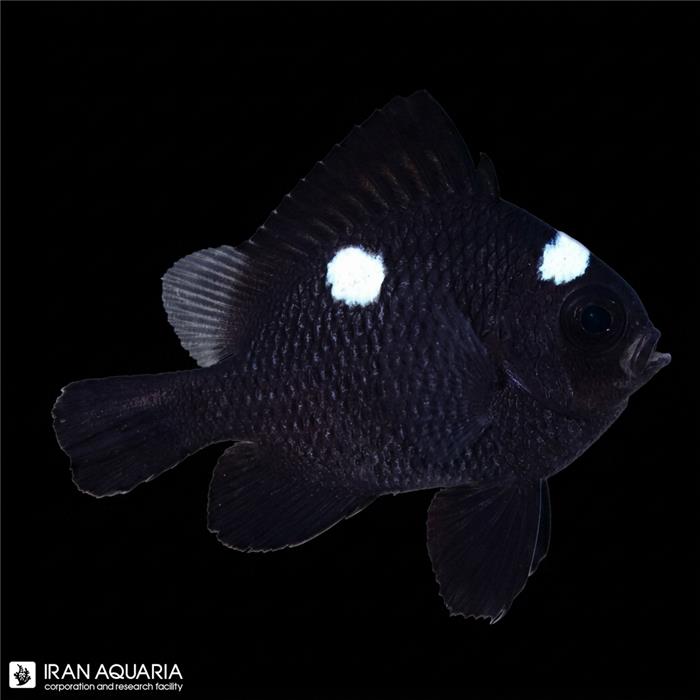دامسل سه خال (Three Spot Domino Damselfish)