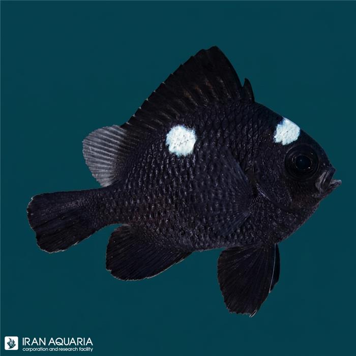 دامسل سه خال (Three Spot Domino Damselfish)