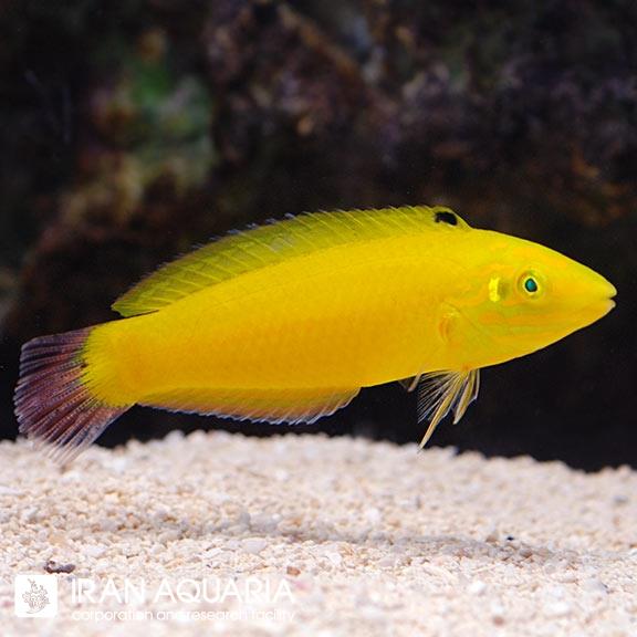 راس زرد (Yellow Coris wrasse)