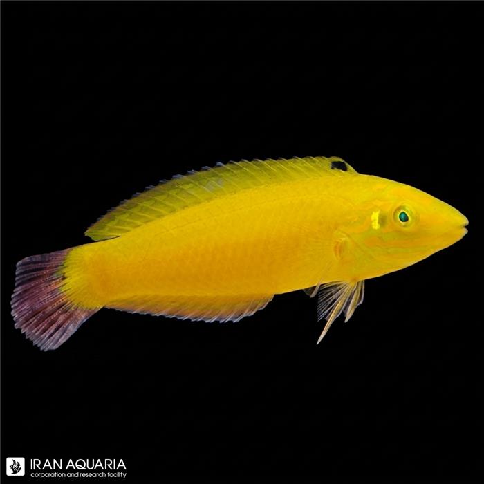 راس زرد (Yellow Coris wrasse)
