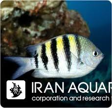 دامسل ماهی زندانی ( Sergeant Major damsel )