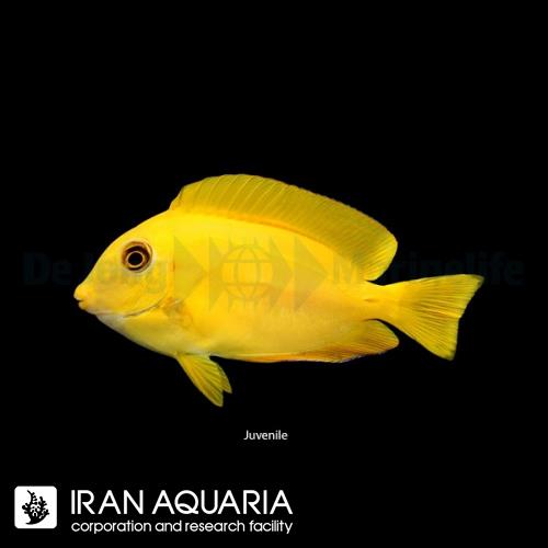 جراح ماهی اورنج شولدر (Orange Shoulder Tang)