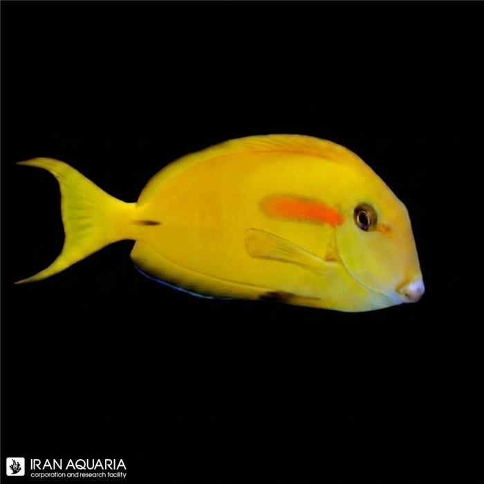 جراح ماهی اورنج شولدر زرد (Orange Shoulder Tang)