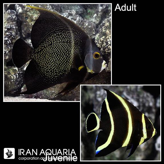 فرشته ماهی فرنچ (French Angelfish)