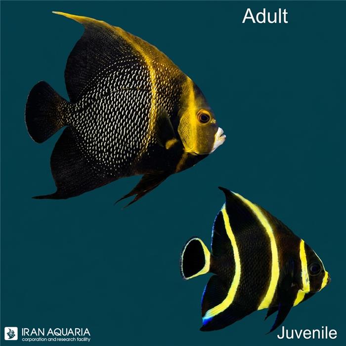 فرشته ماهی فرنچ (French Angelfish)