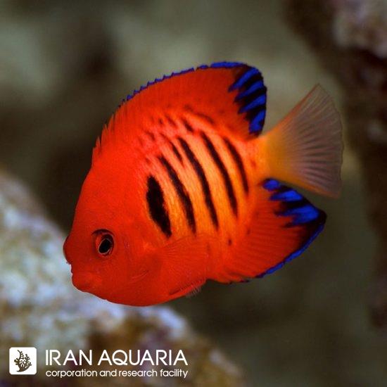 فرشته ماهی فلیم ( Flame angelfish ) 