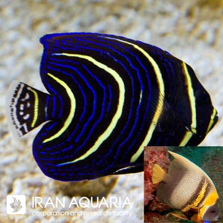 فرشته ماهی کورتز (Cortez Angelfish)