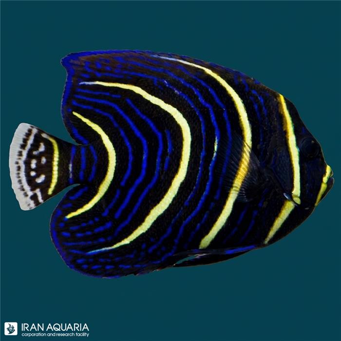 فرشته ماهی کورتز (Cortez Angelfish)