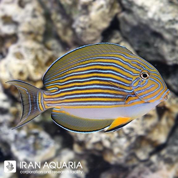 جراح ماهی دلقک (Clown Tang)