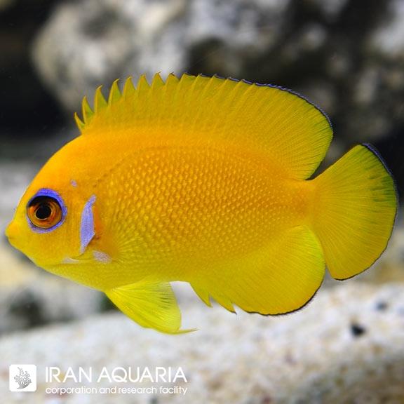 فرشته کوتوله لمون پیل تکثیری (Lemon Peel Angelfish) 
