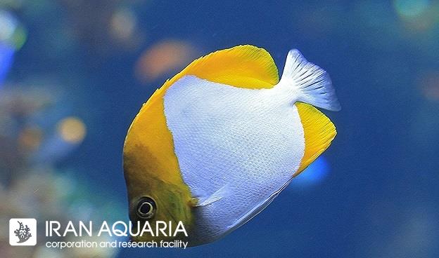 پروانه ماهی هرمی (Pyramid Butterflyfish)