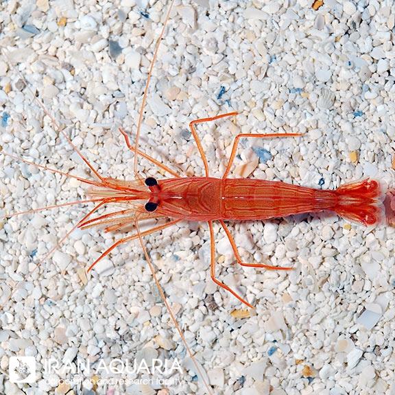 میگو پپرمینت اصل (Pepermint Shrimp)