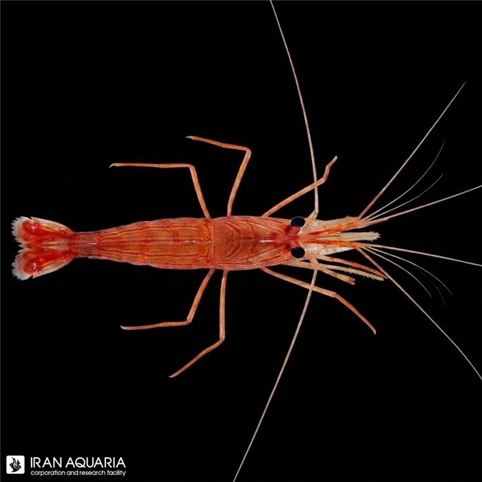 میگو پپرمینت اصل (Pepermint Shrimp)