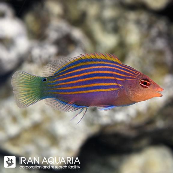 راس شش خط (Six Line Wrasse)