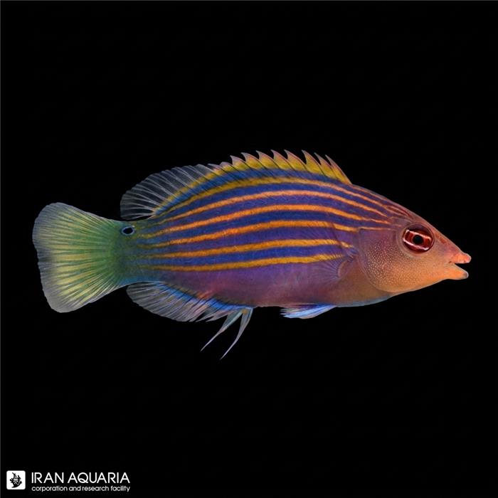 راس شش خط (Six Line Wrasse)