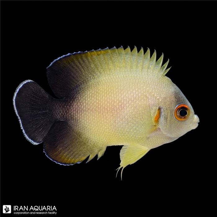 فرشته ماهی ورولیکی  (Half Black Angelfish)