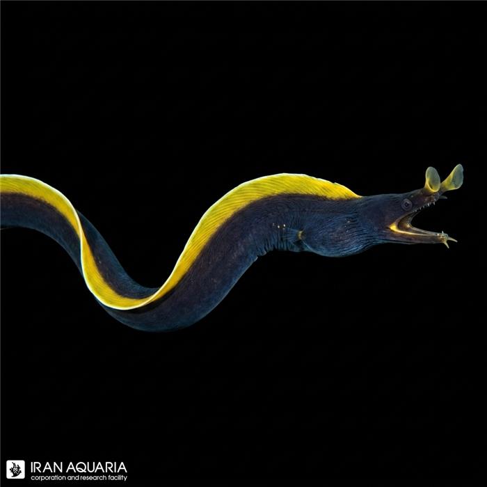 مار ریبون مشکی ( Black Rebbon Eel )