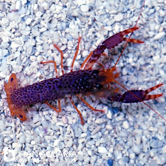 لابستر بنفش ( Reef lobster )