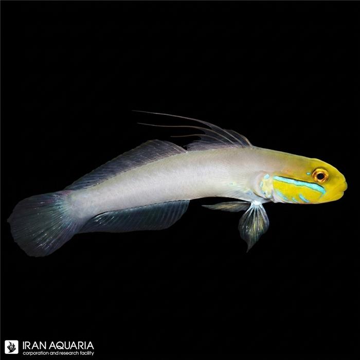 گابی سر طلایی (Gold Head Goby)