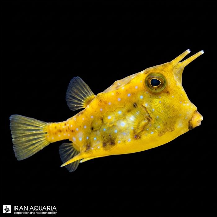 گاو ماهی شاخ دار (Longhorn cowfish)
