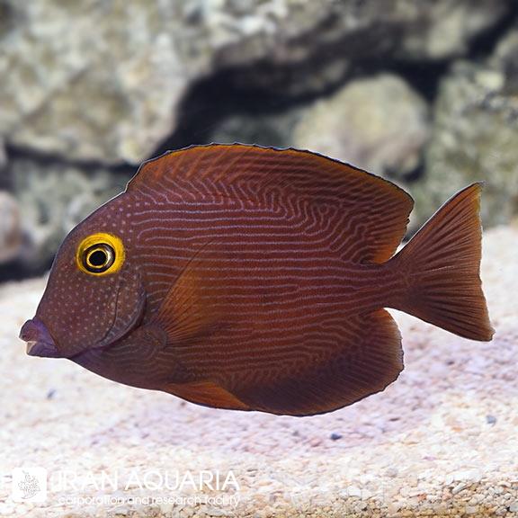 کول تانگ هاوایی (Kole Yellow Eye Tang)