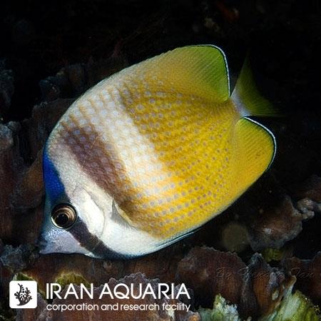پروانه ماهی کلینی (Klein's Butterflyfish)