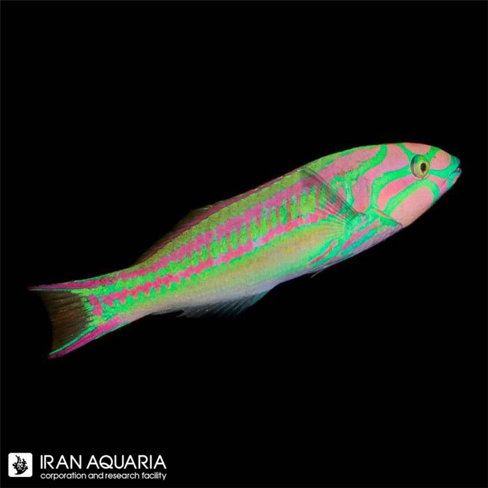 راس ماهی پینک فیس ( Pink Face Wrasse )