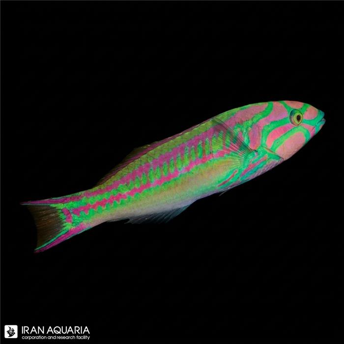 راس ماهی پینک فیس ( Pink Face Wrasse )