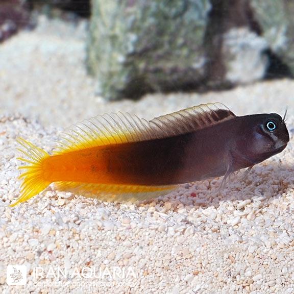 بلنی بایکالر (Bicolor Blenny)