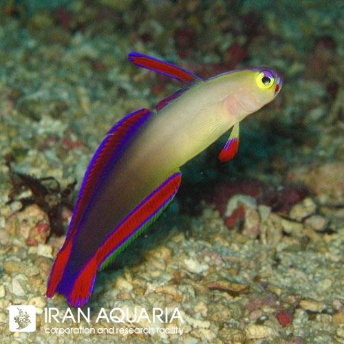 دارت فیش دکورا ( Decorated Dartfish )