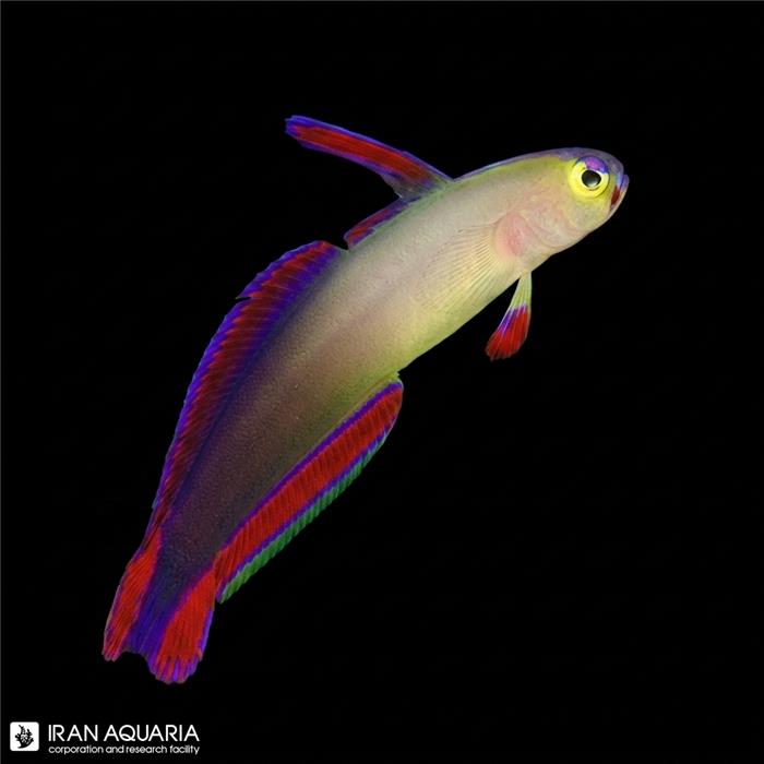 دارت فیش دکورا ( Decorated Dartfish )