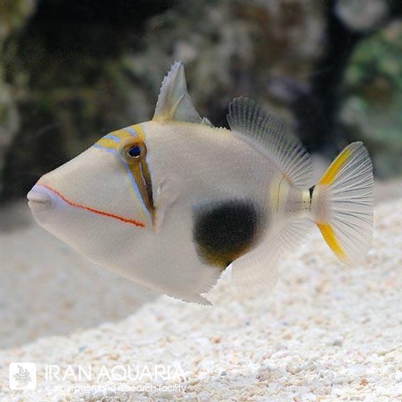 ماشه ماهی بلک بلی ( Nemateleotris decora )