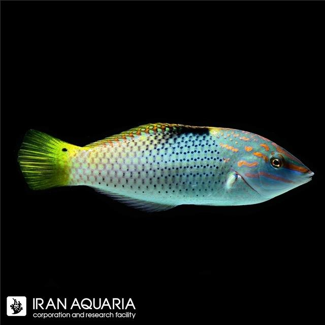 راس چکربورد (Checkerboard Wrasse)