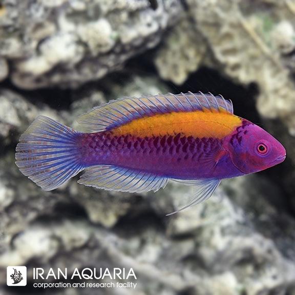 راس فرشته‌ پشت نارنجی (Orange-Back Fairy Wrasse)