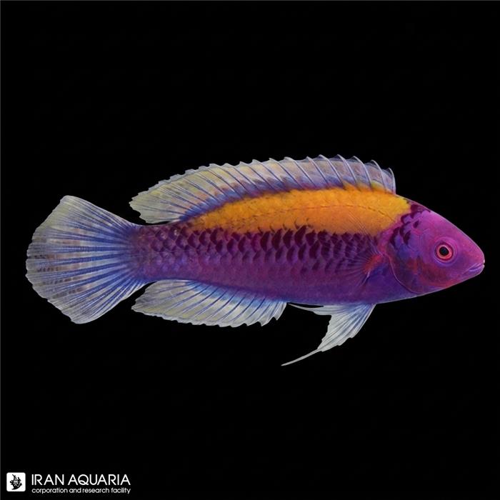 راس فرشته‌ پشت نارنجی (Orange-Back Fairy Wrasse)