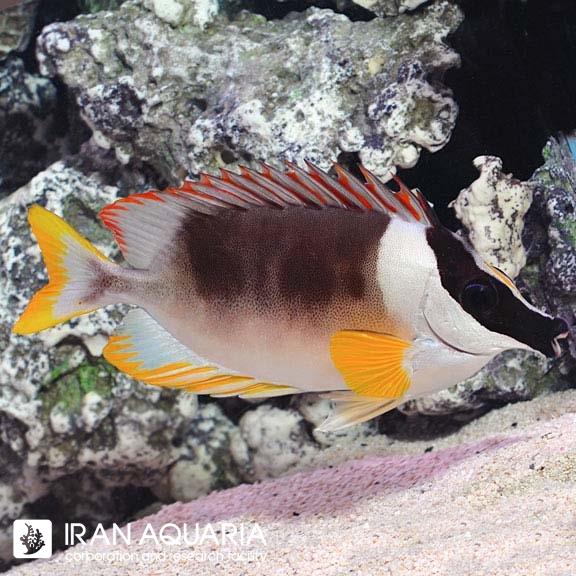 صورت روباهی باشکوه ( Magnificent Foxface )