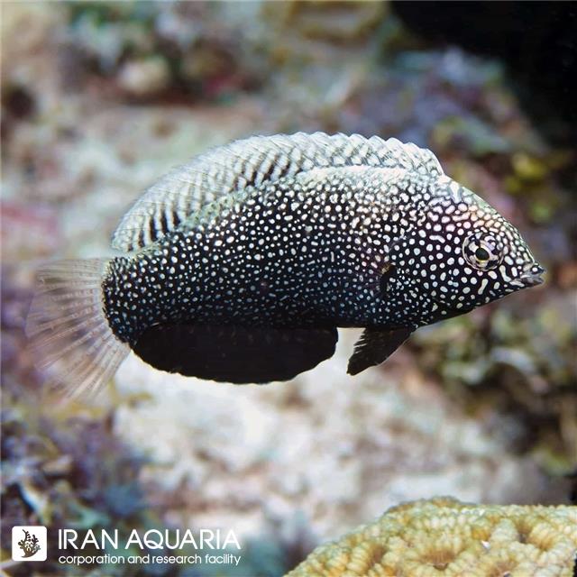 راس لئوپارد مشکی (Black Leopard Wrasse)
