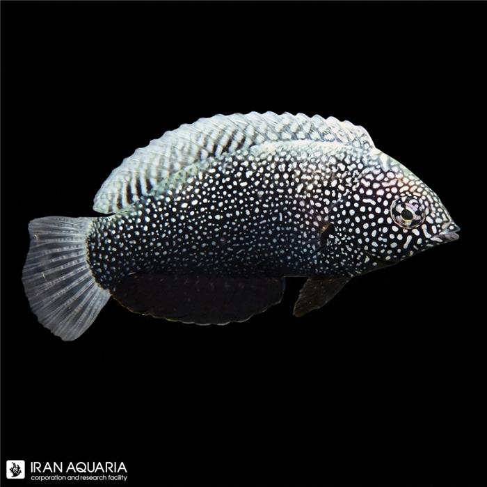راس لئوپارد مشکی (Black Leopard Wrasse)