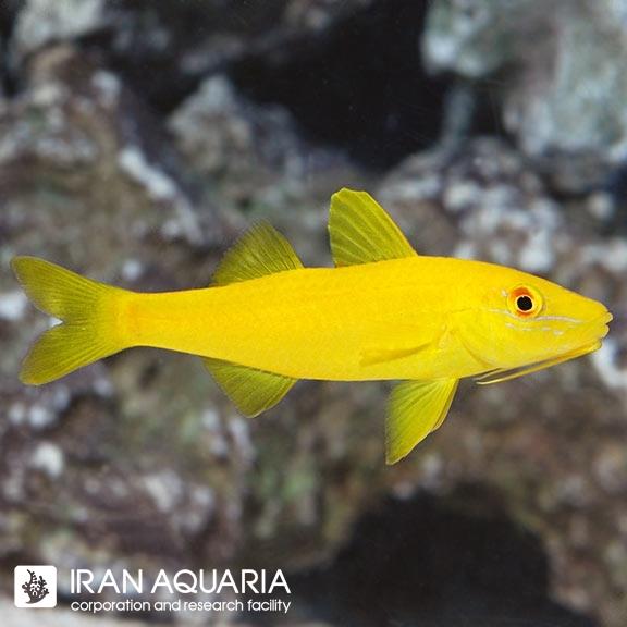 بز ماهی زرد ( Yellow Goatfish )