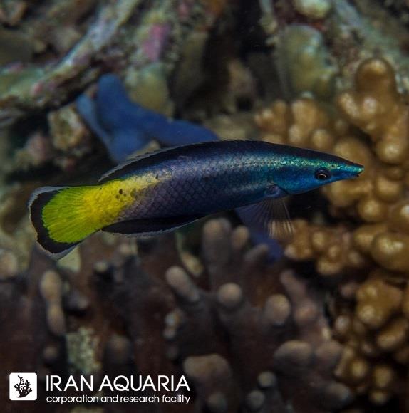 راس کلینر دو رنگ ( Bicolor Cleanr Wrasse )