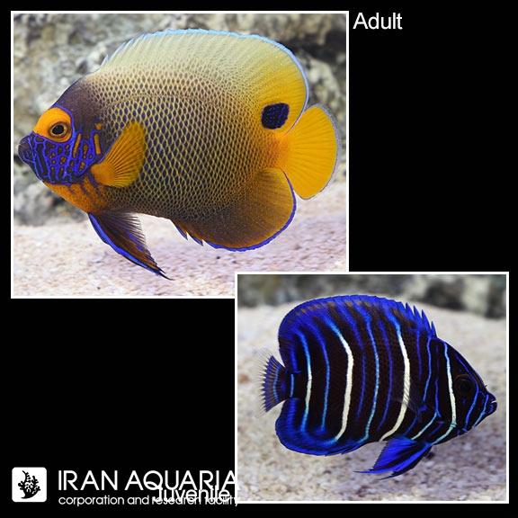 فرشته ماهی بلو فیس (Blueface Angelfish)